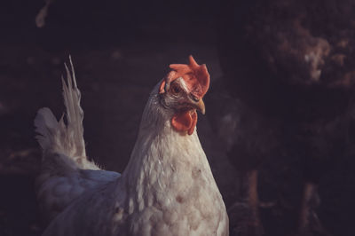 Close up of chicken