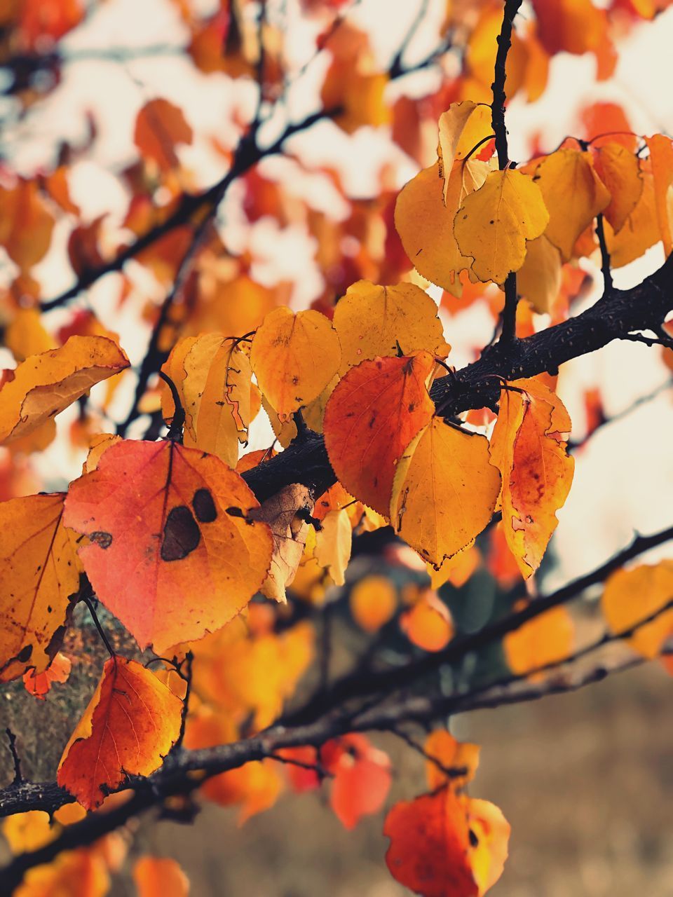 CLOSE-UP OF FRESH ORANGE LEAVES ON TREE