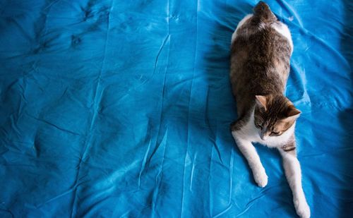 High angle view of cat on bed