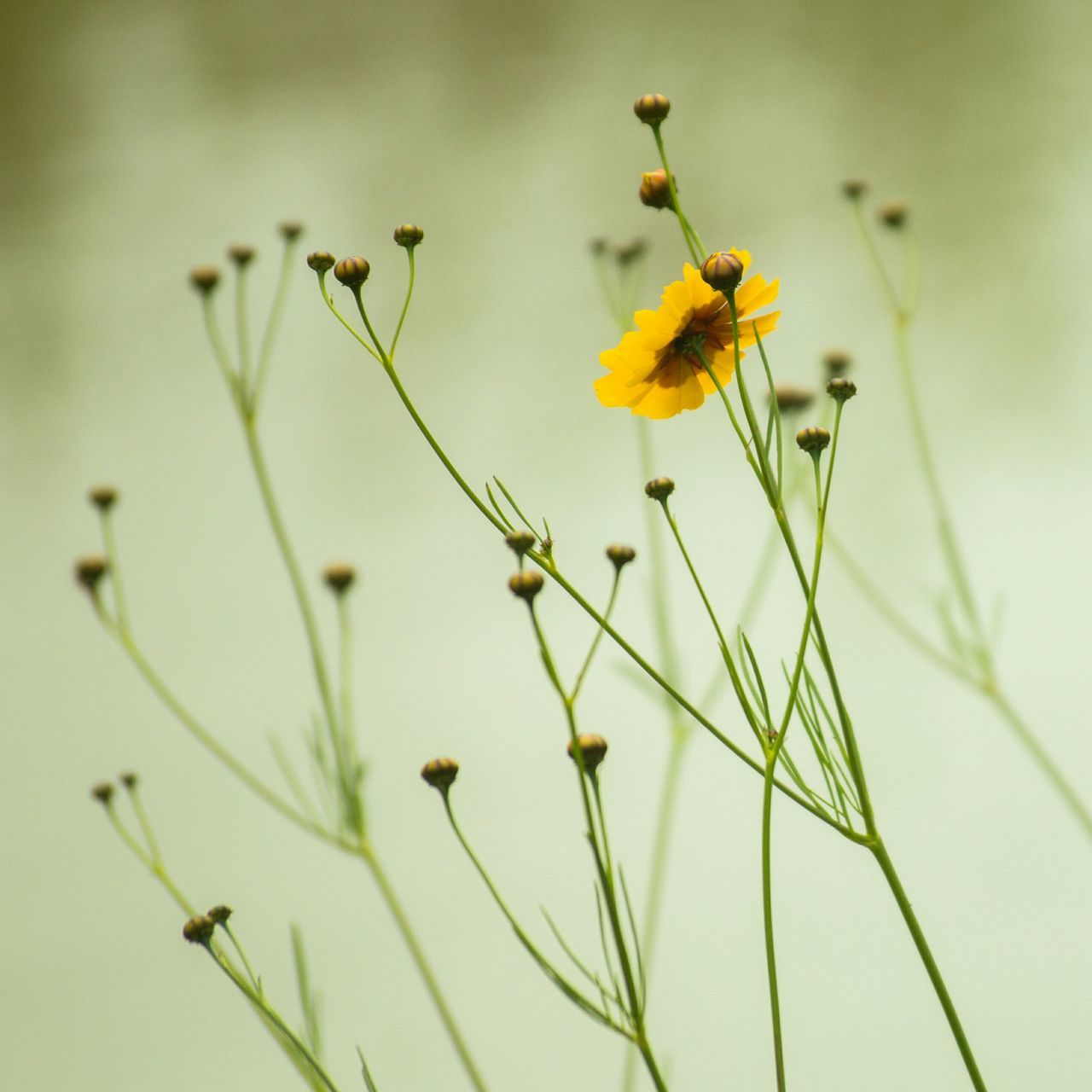 flower, fragility, growth, freshness, stem, plant, petal, beauty in nature, flower head, yellow, nature, close-up, focus on foreground, blooming, bud, selective focus, in bloom, field, botany, blossom