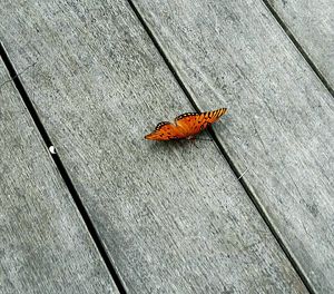 Autumn leaves on wood