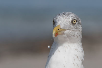 Close-up of seagull