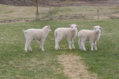 Sheep in a field