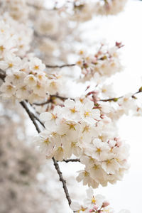 Close-up of cherry blossom