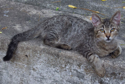 High angle view portrait of tabby cat