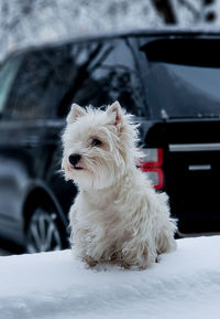 White dog sitting in car