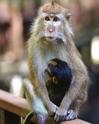 Close-up of monkey sitting outdoors