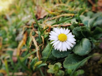 Close-up of white flowers blooming outdoors