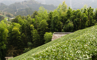 Scenic view of green landscape against sky