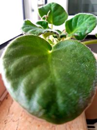 Close-up of fruit on table