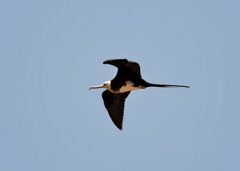 Low angle view of bird flying against clear sky