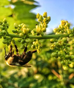 Close-up of insect on flower buds