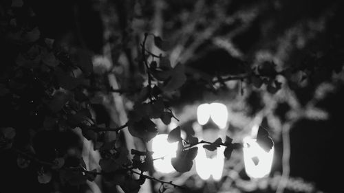 Close-up of illuminated leaves