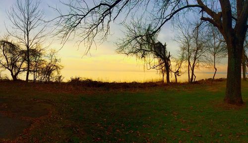 Bare trees on field