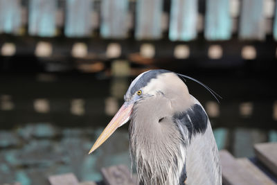 Closeup of grey heron with bright yellow eye