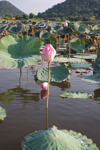 Close-up of lotus water lily in lake