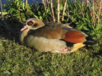 Close-up of duck on field