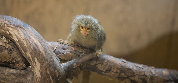 Close-up portrait of owl perching outdoors