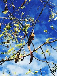 Low angle view of bird perching on branch