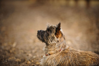 Close-up of dog sitting outdoors