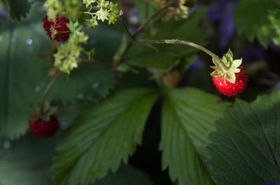 Close-up of wild strawberry growing on plant