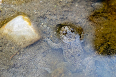 Close-up of turtle