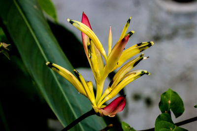 Close-up of day lily plant