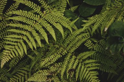 Close-up of fern leaves