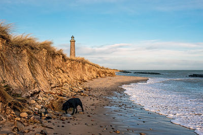 View of dog on beach against sky