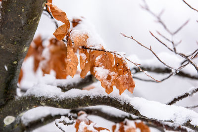 Close-up of frozen tree during winter