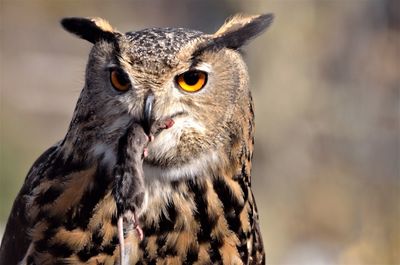 Close-up portrait of owl