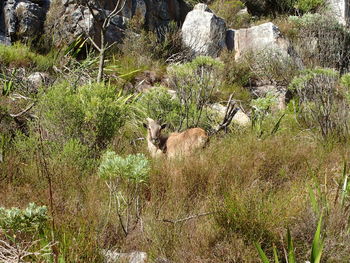 View of an animal on field