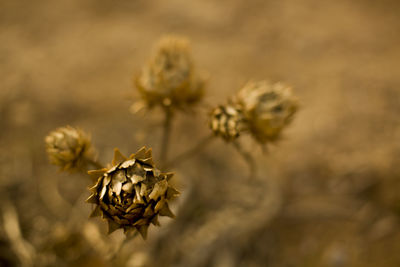 Close-up of flowers