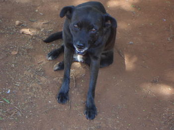 High angle portrait of black dog on land