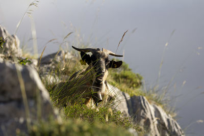 Goat eating pitch in the mountain pastures of the picos de europa national park, asturias