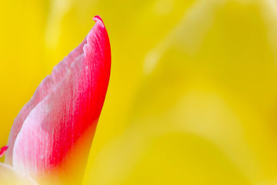 Close-up of pink rose flower