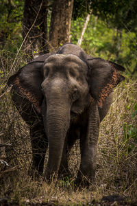 View of elephant in the forest