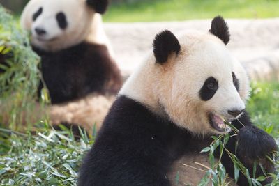 Close-up of bamboo eating plant in zoo