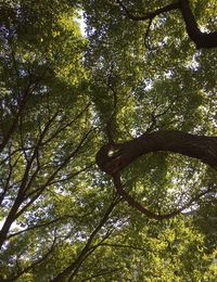 Low angle view of tree