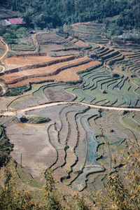 High angle view of agricultural field