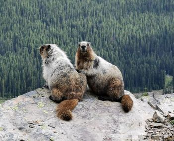 Marmots seen on a rock in the forest