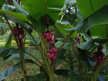 Close-up of pink flowers