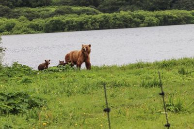 Bears on grass by river in forest