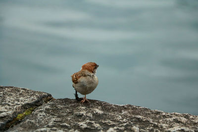 Close-up of bird perching on stone wall