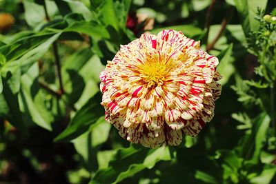 Close-up of pink flower