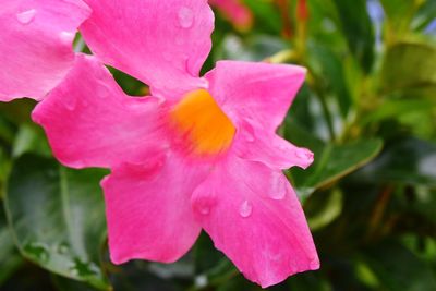 Close-up of pink bougainvillea blooming outdoors