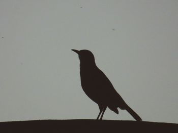 Bird perching on wall