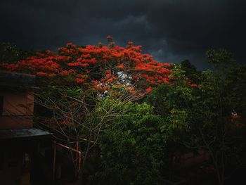 Low angle view of red flowering trees against sky at night