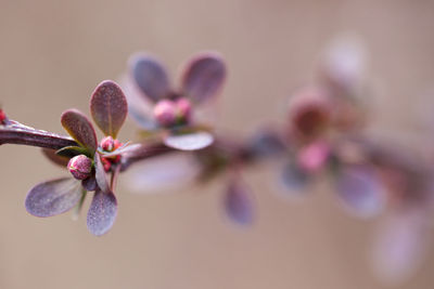 Close-up of purple flowering plant