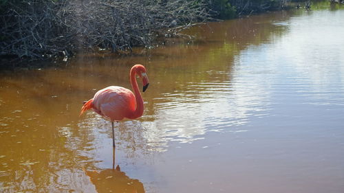 Close-up of duck in lake